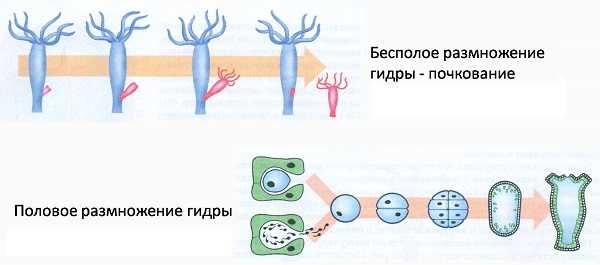 Кракен меф